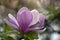 Purple Magnolia , Blurred Background of Macro Photos