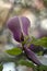 Purple Magnolia , Blurred Background of Macro Photos