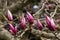 Purple magnolia buds