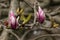 Purple magnolia buds and leaves