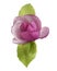 Purple magnolia flower, Magnolia felix isolated on white background, with clipping path