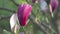Purple magnolia flower springtime blossom