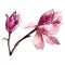 Purple magnolia flowers. Isolated bouquet illustration element. Watercolor background illustration set.
