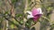 Purple magnolia flowers springtime blossom