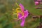 Purple Malabar flower