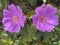 Purple Malabar Melastome Flowers
