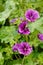 Purple mallow blossoming in garden. Beautiful red flowers in gar