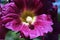 Purple mallow flower, petals and pistil close up detail