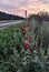 Purple mallows, bushes, road and  sunset sky