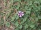 purple malva flower