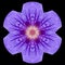 Purple Mandala Flower Kaleidoscope Isolated on Black