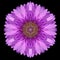 Purple Mandala Flower Kaleidoscope Isolated on Black