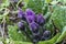 Purple Mandragora flowers among green leaves close-up on a blurred background. Autumn mandrake