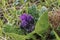 Purple Mandragora flowers among green leaves close-up on a blurred background. Autumn mandrake