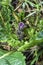 Purple Mandragora flowers among green leaves close-up on a blurred background. Autumn mandrake