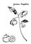 Purple mangosteen branch, fruits, flowers, leaves, hand drawn in black and white.