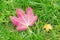 Purple maple leaf in the grass