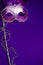 Purple Mardi-Gras or Venetian mask on purple background