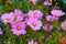 Purple Marguerite daisy flowers blooming