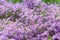 Purple Marguerite daisy flowers blooming