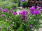 Purple marguerite flower plant in garden
