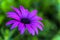 Purple Marguerite, Osteospermum