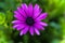 Purple Marguerite, Osteospermum