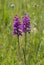 Purple marsh orchid - dactylorhiza