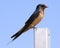 Purple Martin