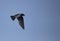 Purple Martin with dragonfly in flight