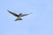 Purple Martin Swallow In Flight