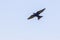 Purple Martin Swallow In Flight Over Blue Sky