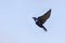 Purple Martin Swallow In Flight Upwards