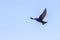 Purple Martin Swallow In Flight, Wingspan