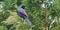 Purple Martin on a tree top