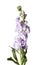 Purple Matthiola incana flower