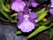 Purple And Mauve Orchid