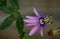 A purple maypop flower.
