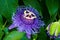 Purple Maypop flower
