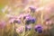Purple meadow flower lit by sunlight sunbeams