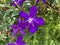 Purple Melastoma Candidum Flower