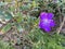 Purple Melastoma Candidum Flower
