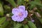 Purple Melastoma malabathricum or Straits Rhododendron flower