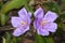 Purple Melastoma malabathricum or Straits Rhododendron flowers