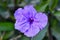 Purple Mexican Petunia