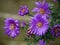 Purple Michaelmas Daisies