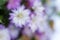Purple Michaelmas daisy flowers