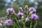 Purple Milk Thistle Close Up