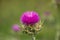 Purple Milk Thistle Flower Bloom growing in a field