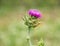 Purple Milk Thistle Flower Bloom growing in a field